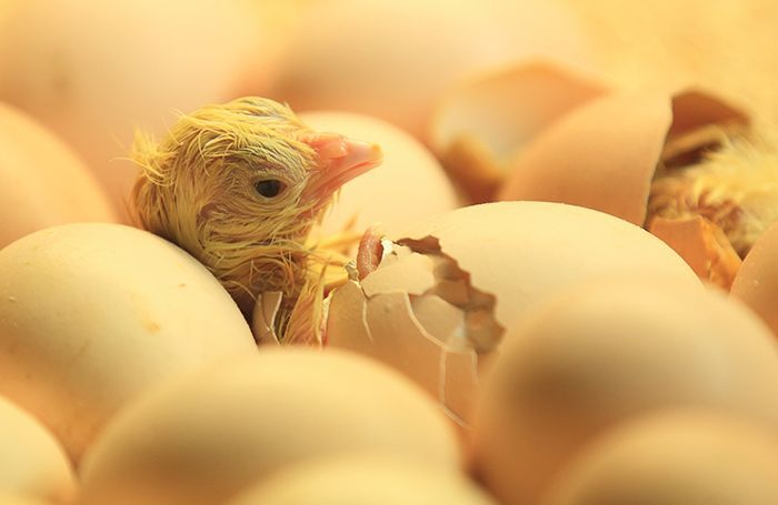 Newborn-chick