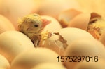 Newborn-chick
