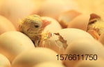newborn-chick-coming-out-of-shell.jpg