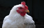 broiler-chicken-closeup
