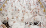 young-white-broilers-in-poultry-house