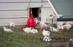 Perdue-outdoor-chickens