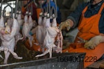 chicken processing line