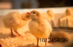 chicks-closeup