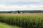 US-corn-crop
