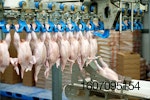 raw chicken processing
