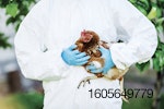 vet-examining-brown-chicken