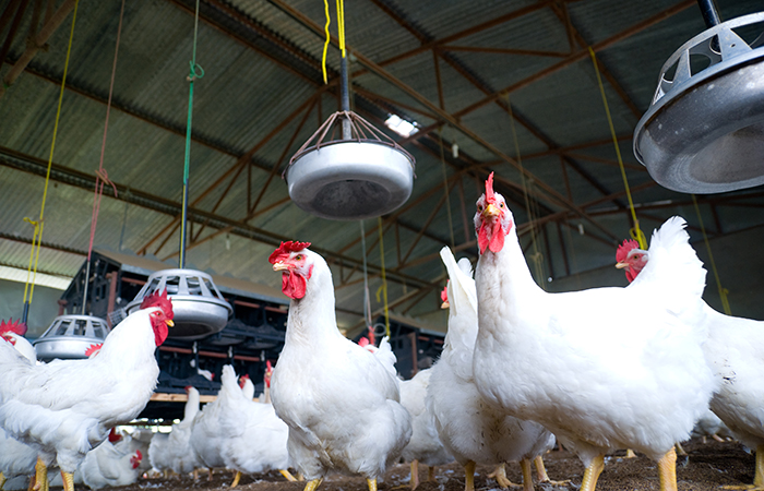 Image processing can automate poultry weight estimation | WATTAgNet |  WATTPoultry