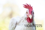 white-rooster-closeup