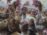 Ruiz-cage-free-hens