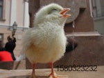 chick with beak open