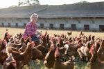 female-farmer-with-chickens