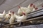 white-cage-free-hens.jpg