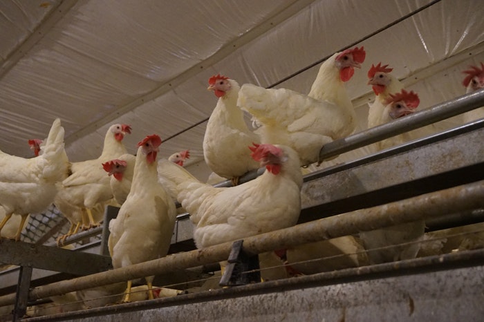 white-cage-free-hens