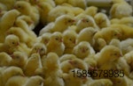 chicks-IPC-trade