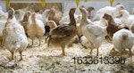 alternative-chicken-breeds-Perdue-Farms