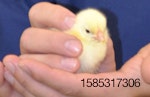 chick-farm-supply