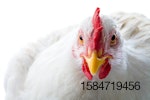 white-chicken-with-background