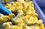 chick-placements-hatchery