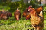 Pirbright-Institute-Chickens