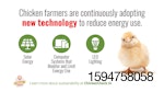 chicken-sustainabity-infographic