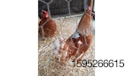 fitbits-for-chickens