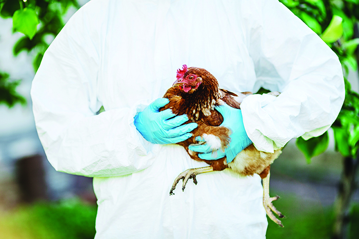 vet-examining-brown-chicken