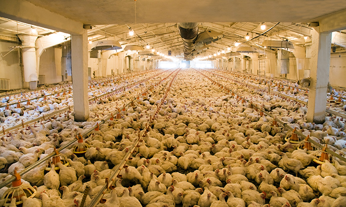 white broilers in poultry house