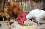 chickens-eating-closeup