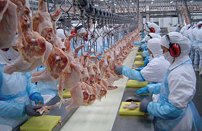 Poultry Processing Plants Hot Sale - www.lejardinsuspendu.be 1708883160