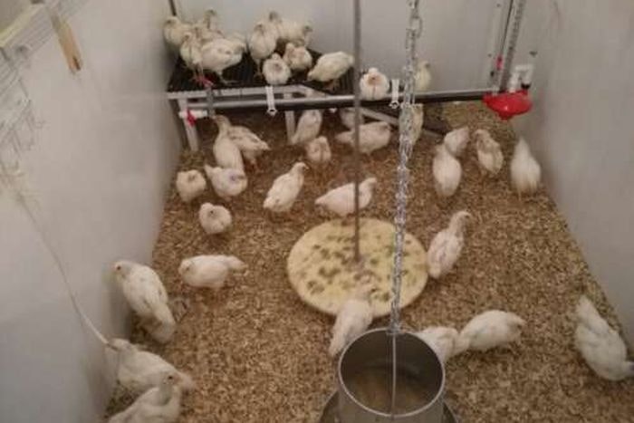 Broiler-breed-study-University-of-Guelph