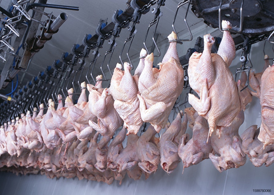 Robotics could help solve poultry workforce shortages - Image