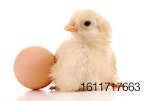 newborn-chick-with-egg