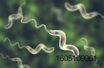 Campylobacter-bacteria