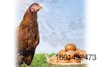 European-chicken-eggs.jpg
