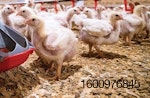 Tyson-chicken-poultry-house