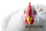 white-chicken-closeup