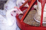white-chickens-eating-automatic-feeder-1