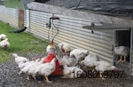 perdue-organic-chickens-in-pasture.jpg