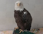 Bald-Eagle