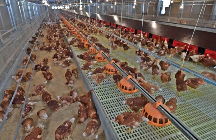 CPF-cage-free-hens