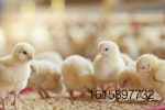 feeding-chicks