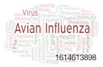 avian influenza word cloud