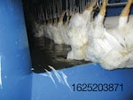 Poultry-stun-bath.jpg