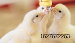 chicks-drinking-water