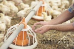 Poultry-feeder