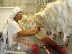 Worker-in-poultry-processing-plant