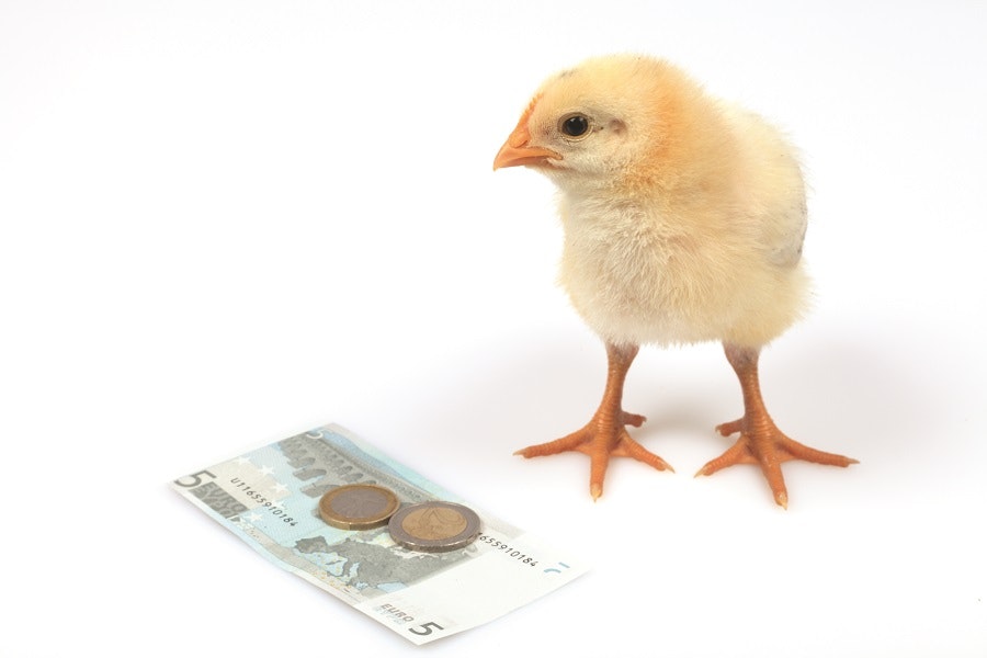 Chick on euro note
