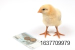 Chick-on-euro-note.jpg
