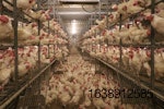 white cage-free hens in aviary.JPG